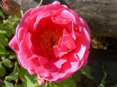 gallery_834_2476_62632.jpg
