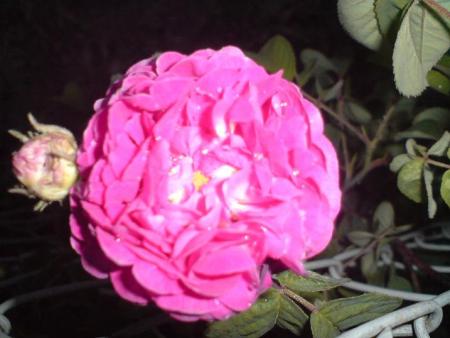 gallery_8516_2471_67400.jpg
