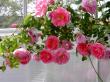 tn_gallery_834_2476_44894.jpg