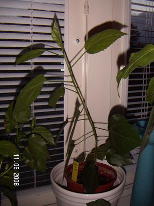 gallery_11607_2511_13242.jpg