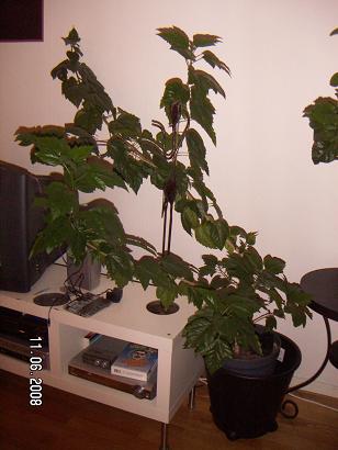 gallery_11607_2511_25185.jpg