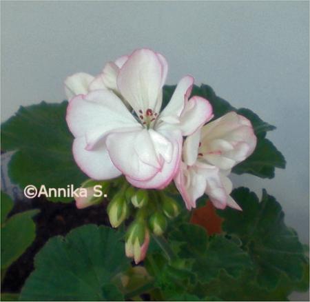 gallery_9461_1705_33378.jpg