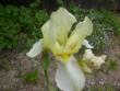 tn_gallery_10191_1987_106184.jpg