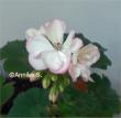 tn_gallery_9461_1705_33378.jpg
