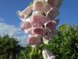 tn_gallery_9461_278_58465.jpg
