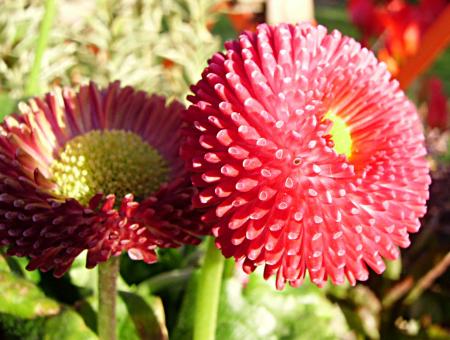 gallery_13447_1715_116269.jpg
