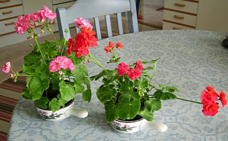 gallery_13447_1715_134971.jpg