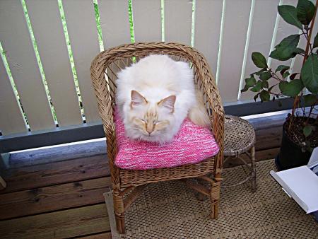 gallery_13447_1715_261438.jpg