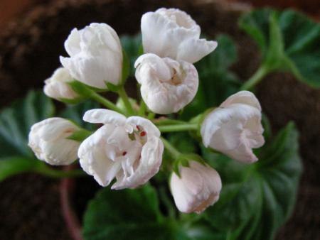 gallery_352_2076_2712.jpg