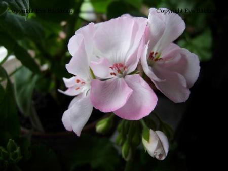 gallery_9679_2480_22982.jpg