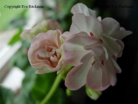 gallery_9679_2480_9710.jpg