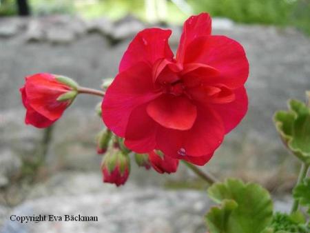 gallery_9679_2483_7115.jpg