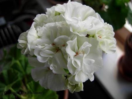 gallery_9679_2484_30212.jpg