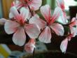 tn_gallery_352_2076_29849.jpg