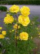 tn_gallery_834_2476_70684.jpg