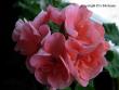 tn_gallery_9679_2480_39035.jpg
