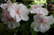 tn_gallery_9679_2485_2787.jpg