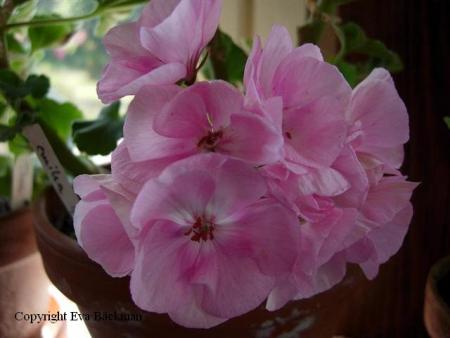 gallery_9679_2496_29690.jpg