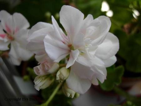 gallery_9679_2500_21609.jpg