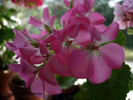 gallery_9679_2500_7309.jpg