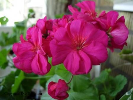 gallery_9679_2502_2510.jpg