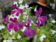 tn_gallery_9679_2491_21687.jpg