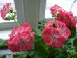 tn_gallery_9679_2491_4310.jpg