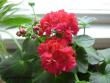 tn_gallery_9679_2491_43884.jpg