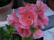 tn_gallery_9679_2499_36762.jpg
