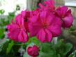 tn_gallery_9679_2502_2510.jpg