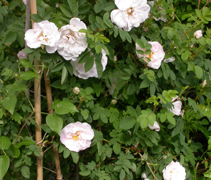 gallery_276_1640_80593.jpg