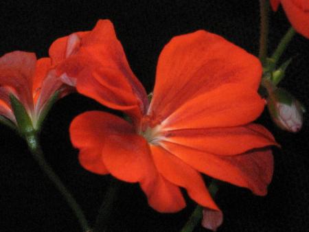 gallery_12843_2344_12092.jpg
