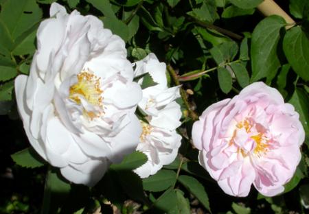 gallery_276_1640_117.jpg