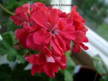 gallery_9679_2500_8775.jpg