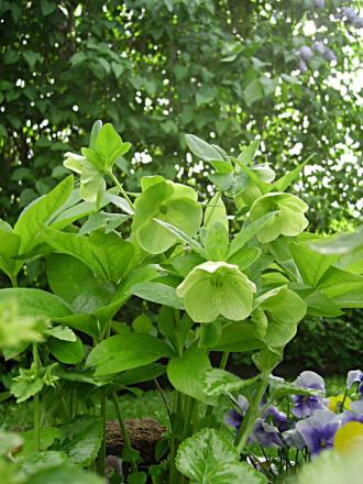gallery_13447_1715_147299.jpg