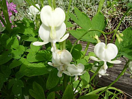 gallery_13447_1715_167522.jpg