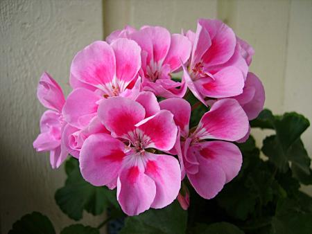 gallery_13447_1715_6195.jpg