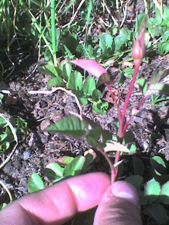 gallery_16114_2527_124945.jpg