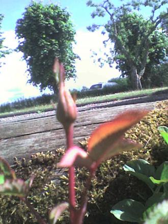 gallery_16114_2527_38232.jpg