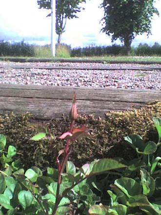 gallery_16114_2527_45893.jpg