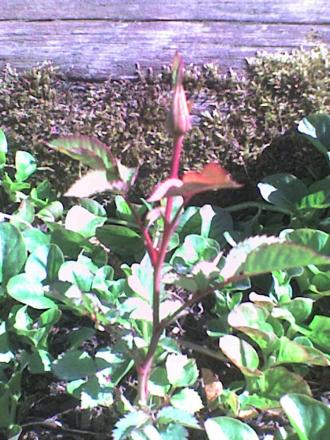 gallery_16114_2527_72719.jpg