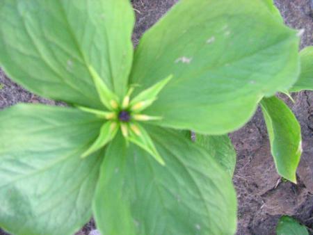 gallery_4269_2525_4325.jpg