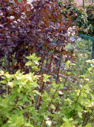 gallery_834_2340_69100.jpg