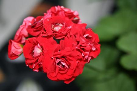 gallery_1454_2528_124502.jpg