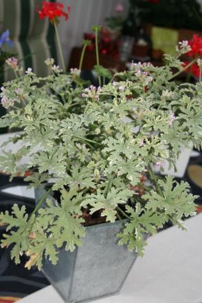 gallery_1454_2528_3621.jpg