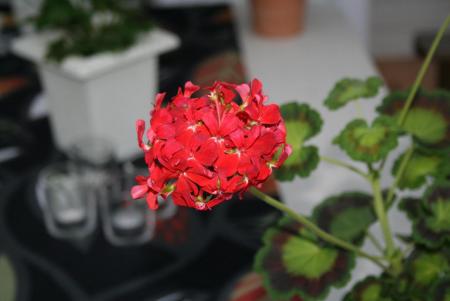 gallery_1454_2528_38271.jpg