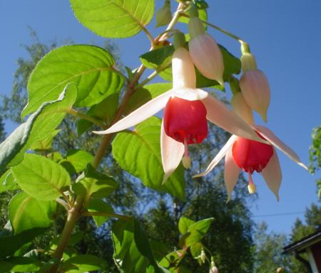 gallery_9983_1626_12023.jpg