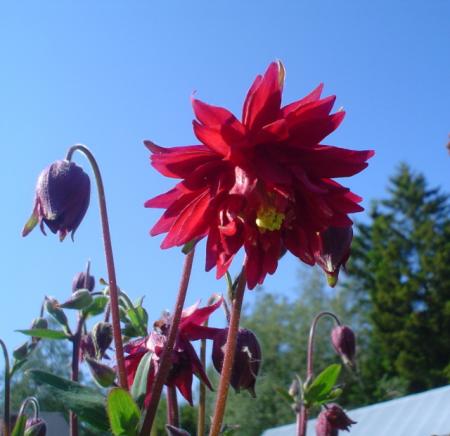 gallery_9983_653_37399.jpg