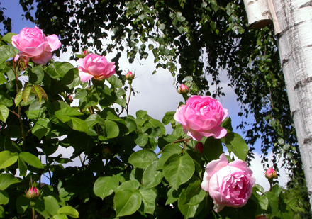 gallery_276_1247_37473.jpg