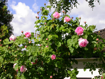 gallery_276_1247_62102.jpg